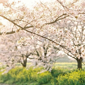 川沿いの桜